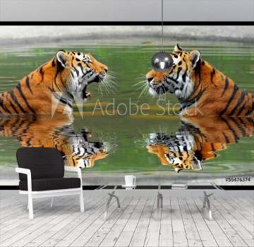 Picture of Siberian Tigers in water